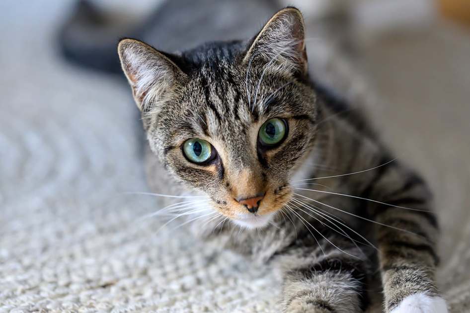 cats-22
